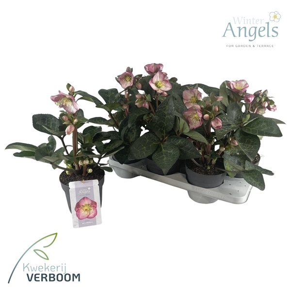 Helleborus Frostkiss Elemental 15Ø 30cm