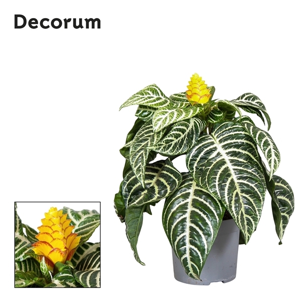 Aphelandra squarrosa Dania 13Ø 35cm