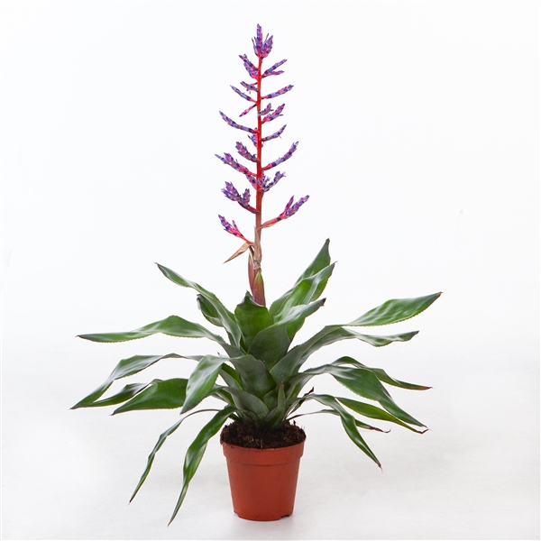 Aechmea Blue Rain L 15Ø 65cm