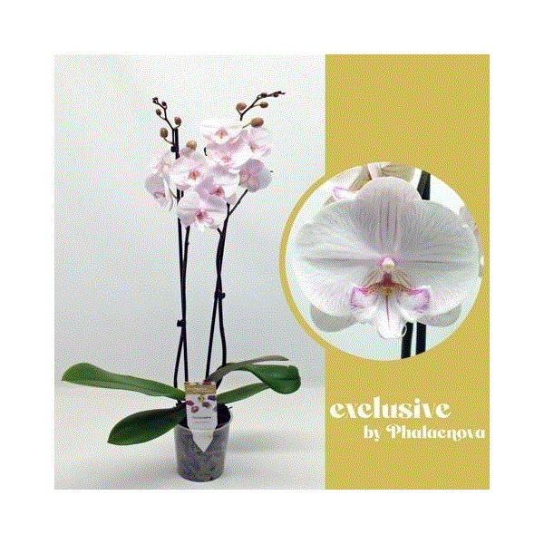 Phalaenopsis Aalborg 12Ø 65cm 2st 16fl