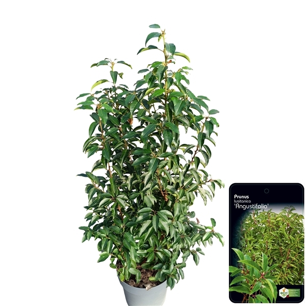 Prunus lusitanica Angustifolia 28Ø 100cm