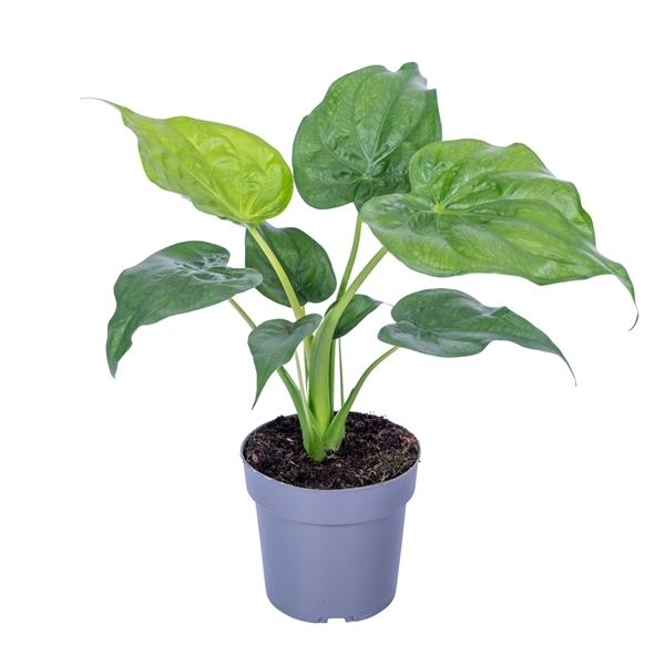 Alocasia cucullata 17Ø 65cm 1pp