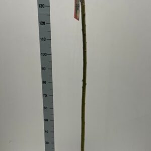 Salix integra Hakuro Nishiki 120cm stem 23Ø 150cm