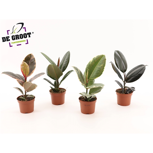 Ficus Elastica mix 12Ø 35cm 1pp
