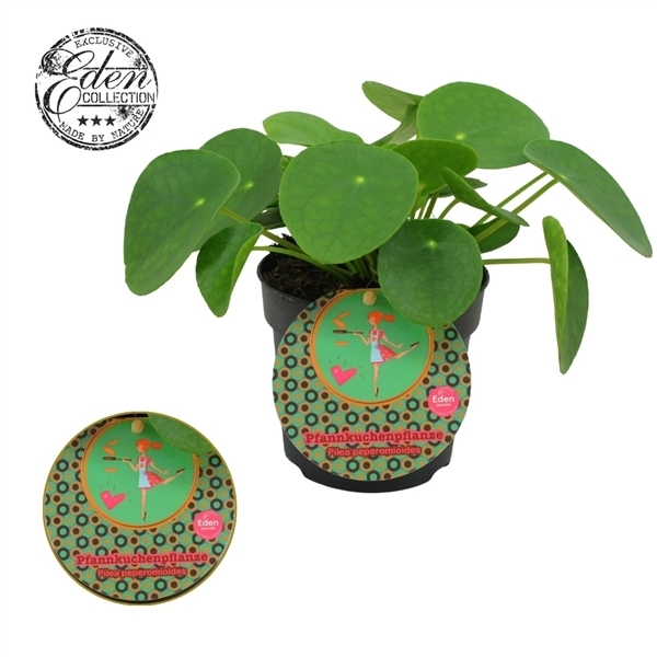 Pilea Peperomoides (DE) 10,5Ø 15cm