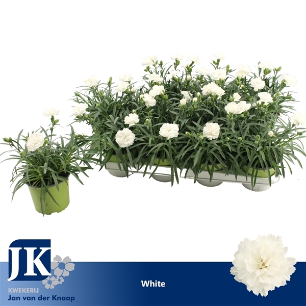 Dianthus hybr. Dinah 12Ø 22cm