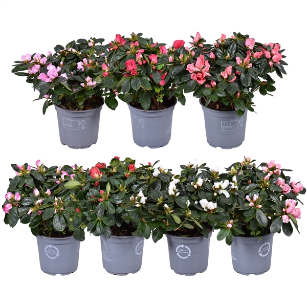 Rhododendron simsii Hellmut Vogel mix 12Ø 27cm 25Ø