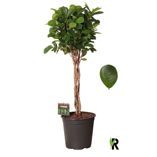 Ficus Microcapra Moclame Twisted 21Ø 90cm 4pp