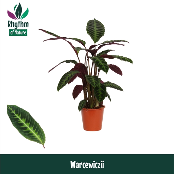 Calathea Warscewiczii 19Ø 80cm