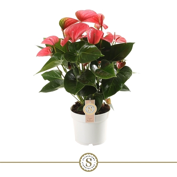 Anthurium Andreanum Pink Champion 17Ø 60cm 8fl