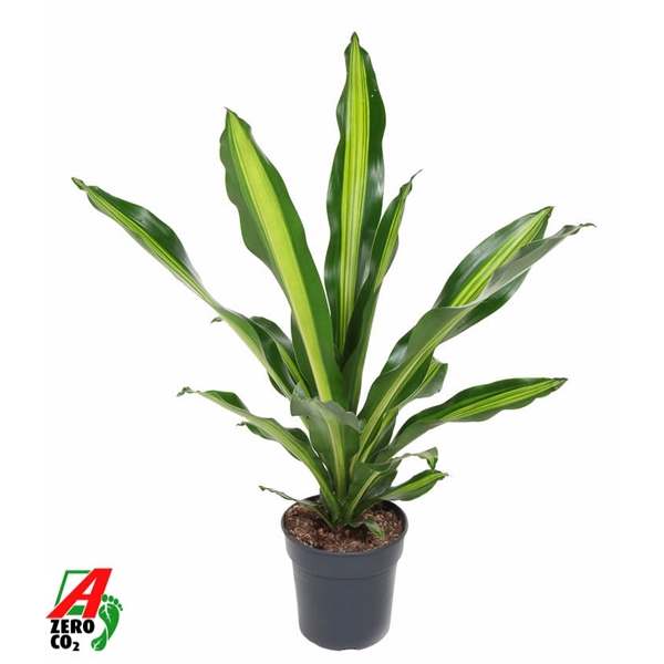 Dracaena Burley 21Ø 80cm 1pp