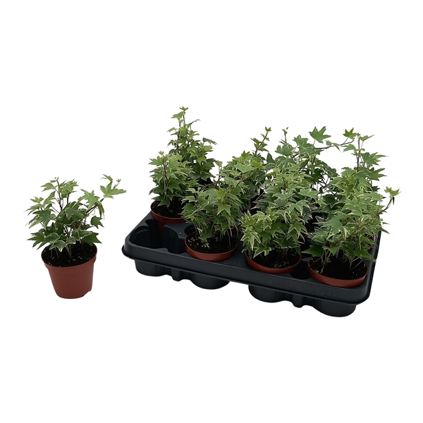 Hedera helix White Ripple 8,5Ø 7cm