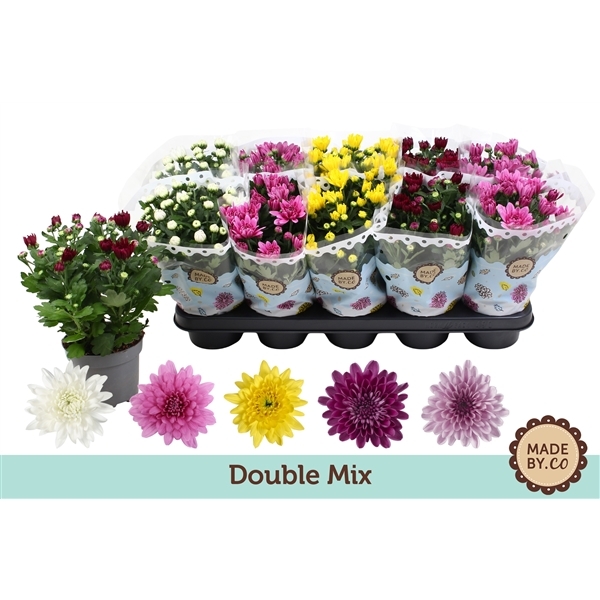 Chrysanthemum Indicum mix double flowers 12Ø 25cm 3pp