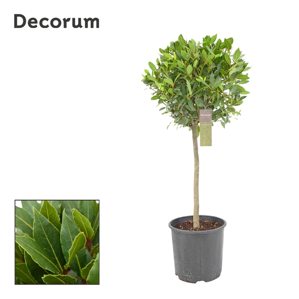 Laurus Nobilis ball on stem 30Ø 130cm 50Ø