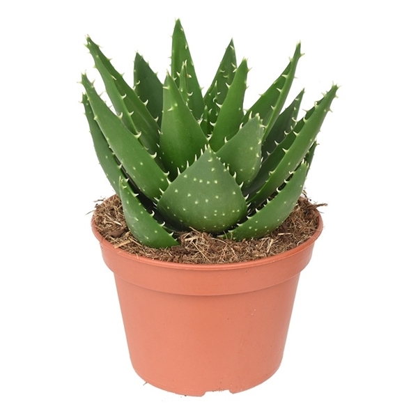 Aloe Mitriformis (Cites) 15Ø 22cm