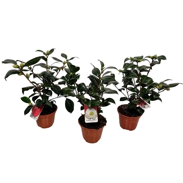 Camellia japonica mix 13Ø 47cm 10fl