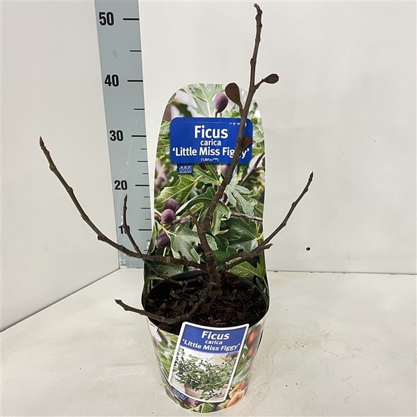 Ficus Carica Little Miss Figgy potcover 17Ø 30cm