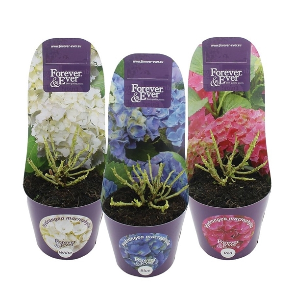 Hydrangea mac Forever & Ever mix potcover 17Ø 30cm 997fl