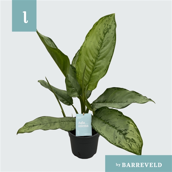 Aglaonema B.J. Freedman 17Ø 65cm 3pp