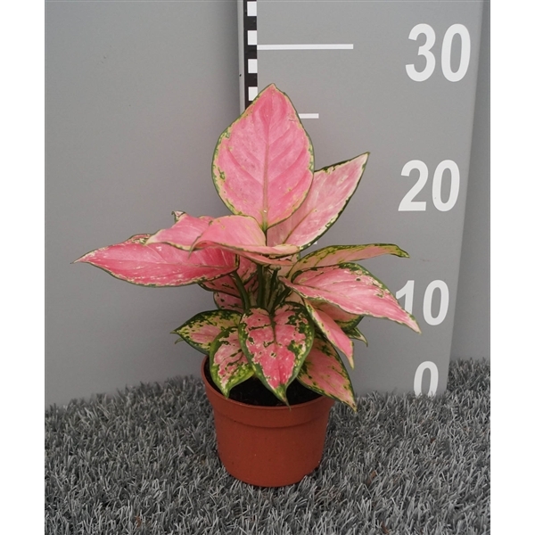 Aglaonema Pink 10,5Ø 20cm