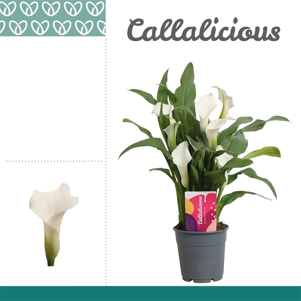 Zantedeschia Captain Fresco 12Ø 35cm 3fl