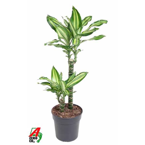 Dracaena Silver Dream 45-15 19Ø 100cm 2pp