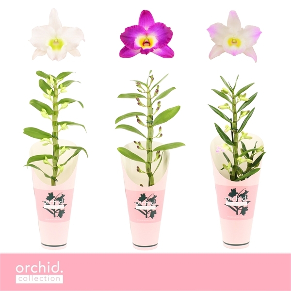 Dendrobium Nobile mix potcover 12Ø 50cm 1st 25fl