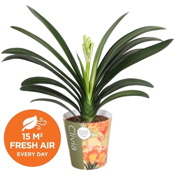 Clivia Miniata 13Ø 65cm 1fl