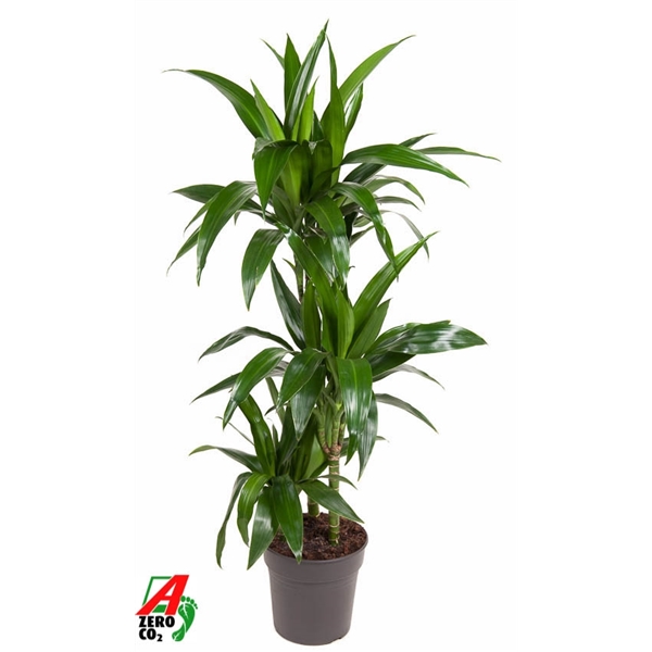 Dracaena frag. Janet Craig 60-30-15 21Ø 100cm 3pp