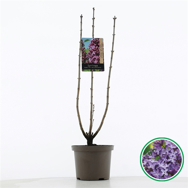 Syringa vulg. Ruhm von Horstenstein 23Ø 75cm