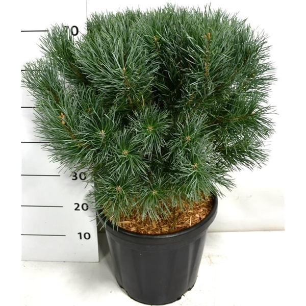 Pinus sylvestris Watereri 38Ø 80cm