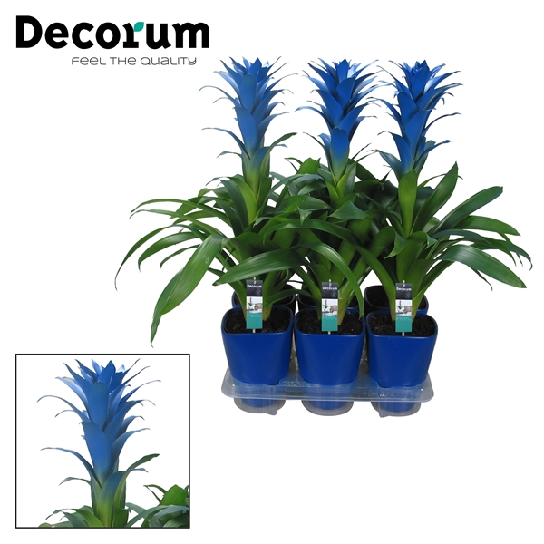 Guzmania painted Ocean Blue in luxe blue ceramic 14Ø 60cm