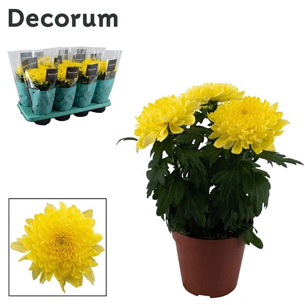 Chrysanthemum Indicum Nova Zembla Yellow 13Ø 35cm 3pp