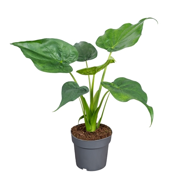 Alocasia cucullata 14Ø 45cm 1pp