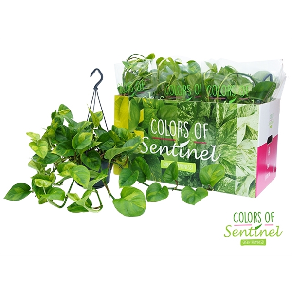 Epipremnum pinnatum Global Green 15Ø 40cm