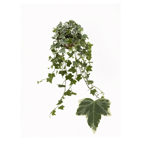 Hedera helix Eva 13Ø 25cm 25cm