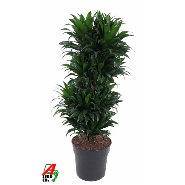 Dracaena Compacta branched 27Ø 100cm 1pp