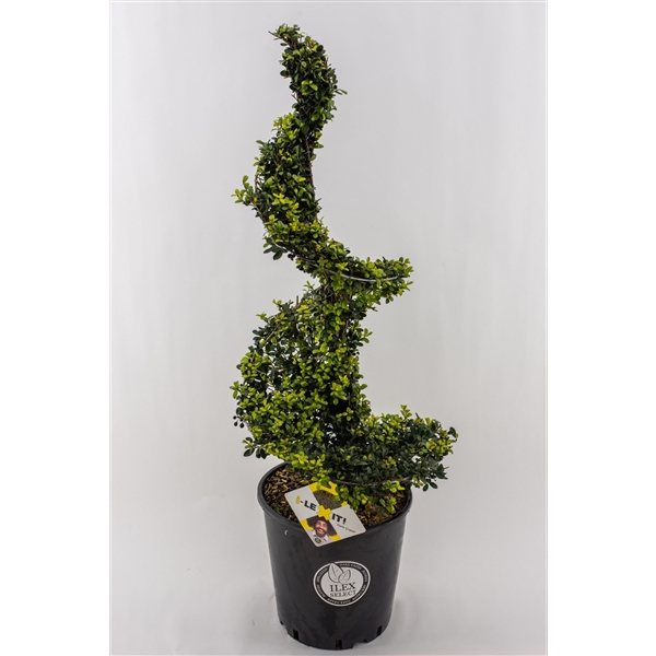 Ilex crenata Dark Green spiral 26Ø 105cm
