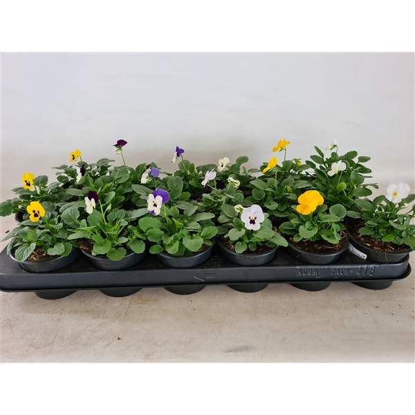 Viola cornuta mixed 9Ø 15cm