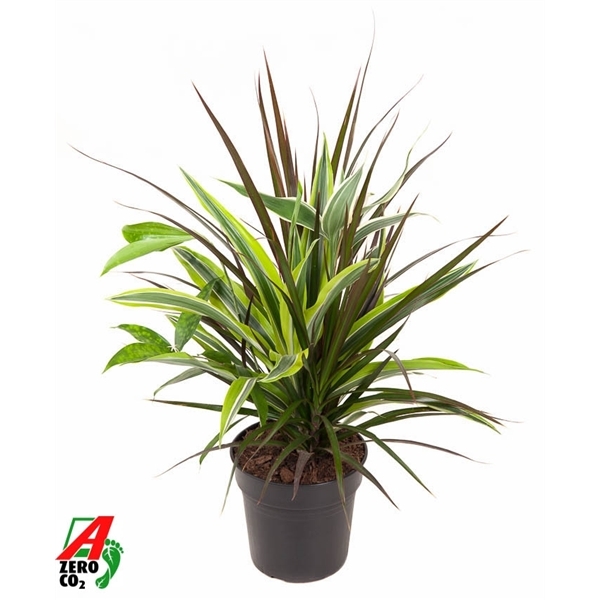 Dracaena Combo mix in pot 17Ø 50cm 3pp