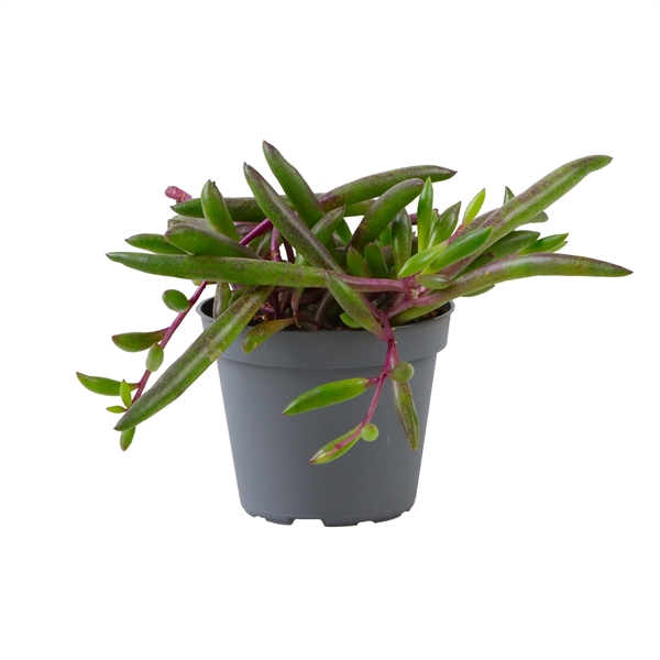 Senecio herreianus Purple Flush 6Ø