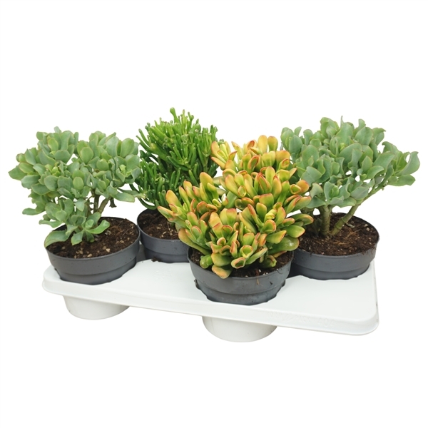 Crassula Mixed 17Ø 40cm