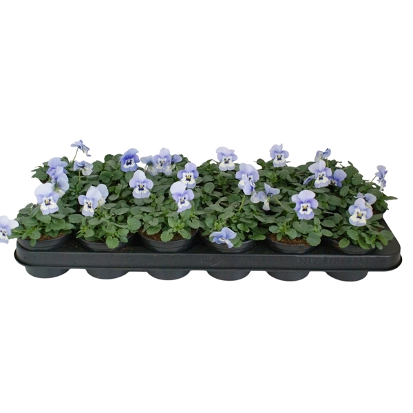 Viola cornuta light blue 9Ø 12cm