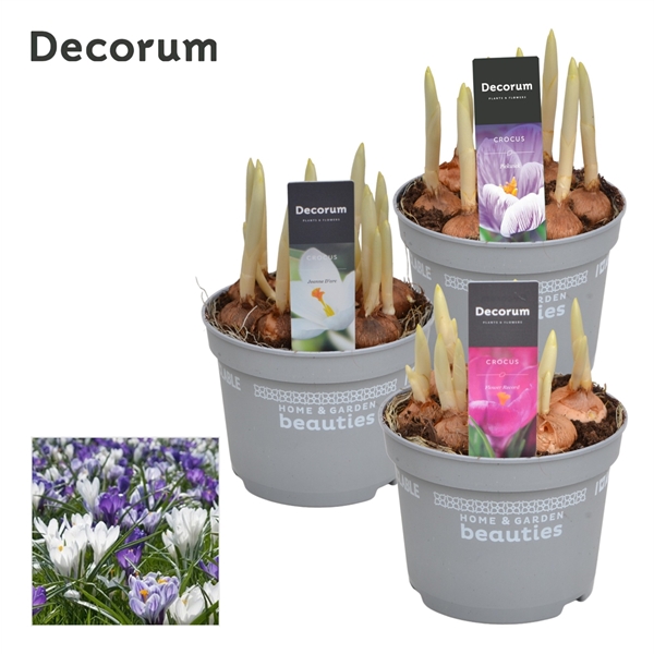 Crocus mix 12Ø 15cm