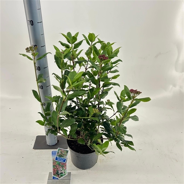 Viburnum tinus Gwenllian 19Ø 50cm