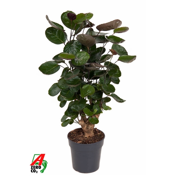 Polyscias Fabian 19Ø 70cm