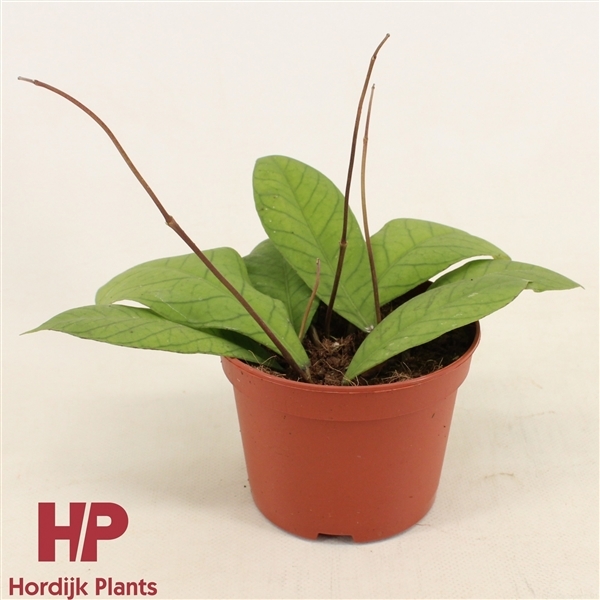 Hoya Sp Sabah 12Ø