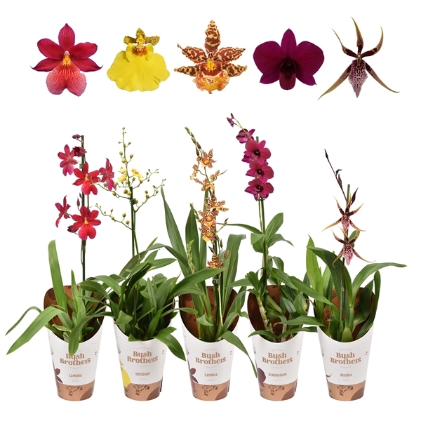 Orchids mix 12Ø 55cm 1st