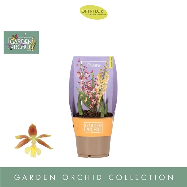 Calanthe gem (Garden Orchids) (Cites) 12Ø 35cm 5st