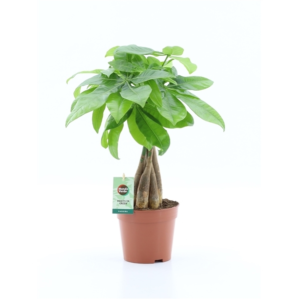 Pachira aquatica 14Ø 50cm